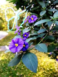 Close-up of purple flowering plant