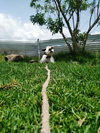 View of a dog on field