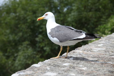 Close-up of seagull perching on rock