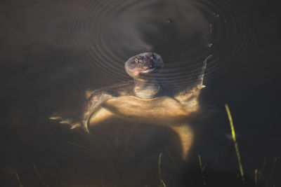 Close-up of turtle swimming in sea