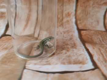 High angle view of an animal on table