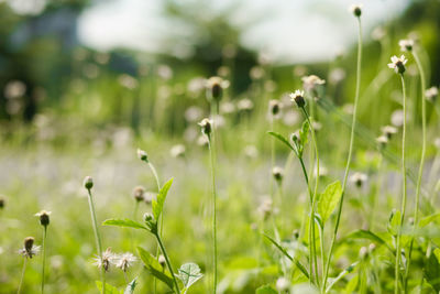 Close-up of flowering plants on field