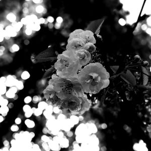 Close-up of pink flowers