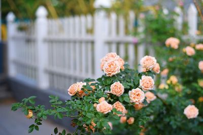 Close-up of flowering plants against blurred background