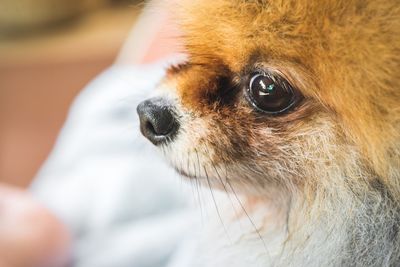 Close-up of dog