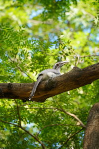 Low angle view of a lizard on tree