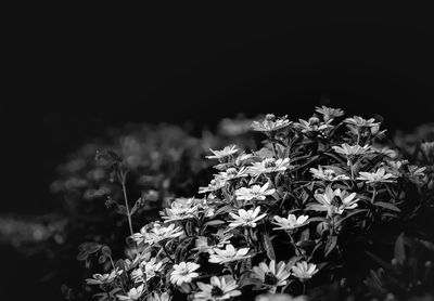 Close-up of flowering plant on field