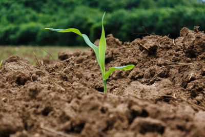 Close-up of small plant growing on field