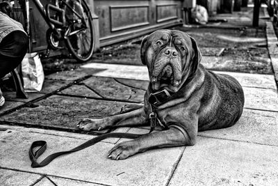 Portrait of dog sitting on sidewalk