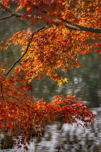 Close-up of maple tree during autumn