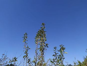 Low angle view of plants against clear blue sky