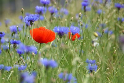 Close-up of purple poppy flowers on field