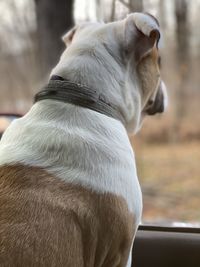Close-up of dog looking away