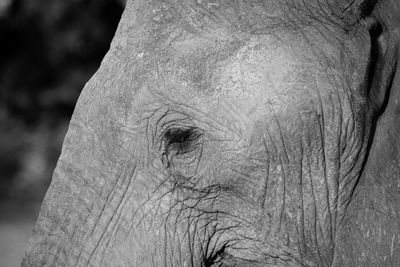 Close-up of elephant