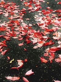 High angle view of leaves in lake