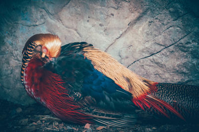 Close-up of peacock