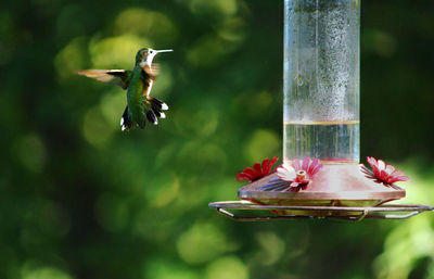 Close-up of hummingbird