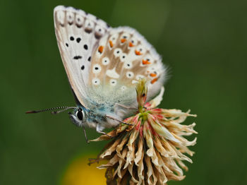 Close-up of butterfly pollinating on flower