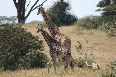 Giraffes on grassy field by tree at serengeti national park