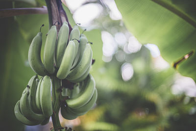 Low angle view of banana tree