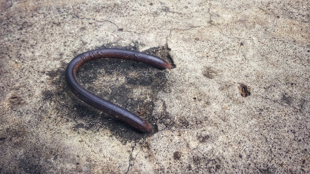 HIGH ANGLE VIEW OF A HORSE