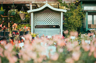 Plants with flowers in foreground