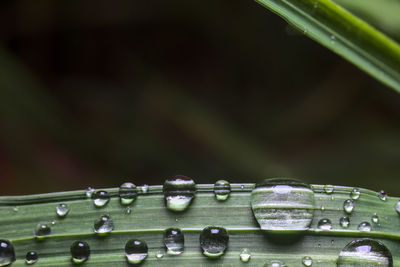 Close-up of water drops on plants