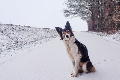 Dog standing on snow covered field