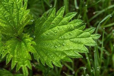 Close-up of wet plant leaves during rainy season