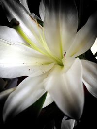 Close-up of day lily blooming outdoors