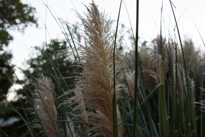 Close-up of grass growing in field