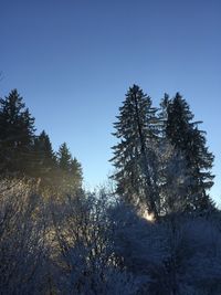 Trees in forest against clear sky during winter