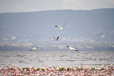 Seagulls flying over sea against sky