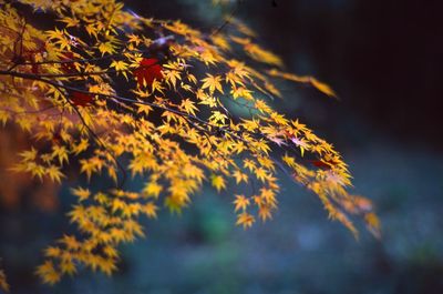 Close-up of leaves on tree trunk