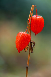 Chinese latern with focus on foreground