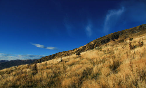 Scenic view of field against blue sky