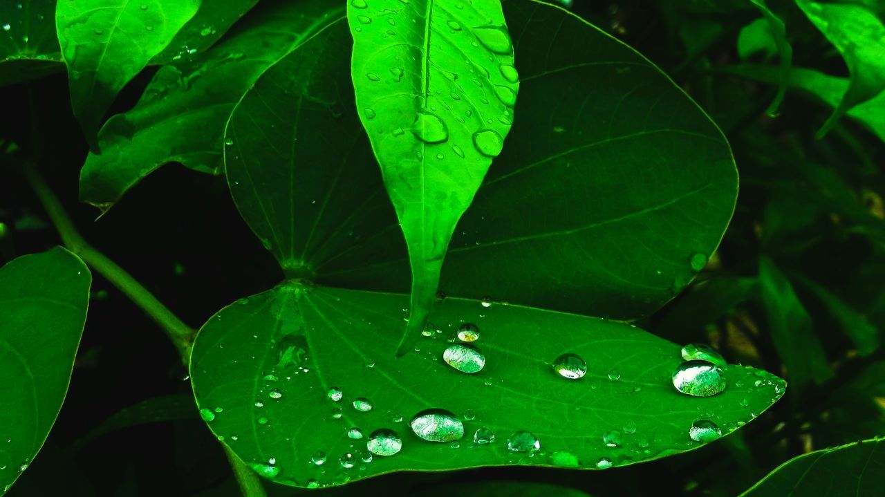 green color, leaf, water, nature, drop, growth, wet, plant, close-up, no people, beauty in nature, outdoors, freshness, day, fragility, raindrop