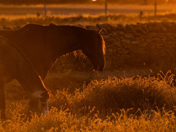 View of horse grazing on field