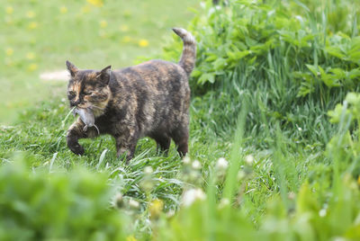 The cat caught a mouse. animal holds the mouse in teeth outdoors on green grass background