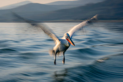 Bird in lake