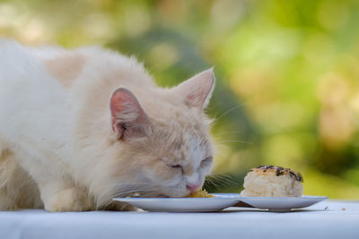 Close-up of a cat eating food