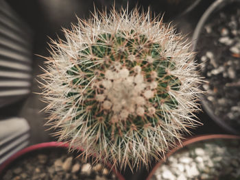 Close-up of cactus plant