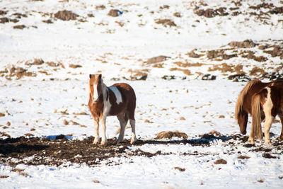 Horse standing in a field