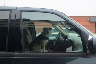 Dog sitting in car seen through glass window