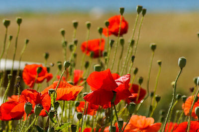 Close-up of red poppy blooming in field