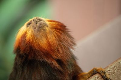 Close-up of a monkey looking away