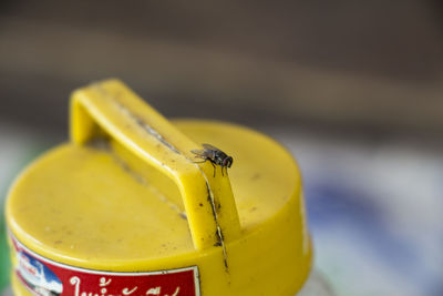 Close-up of housefly on yellow container