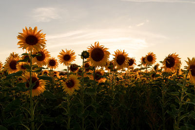 Field of sunflowers