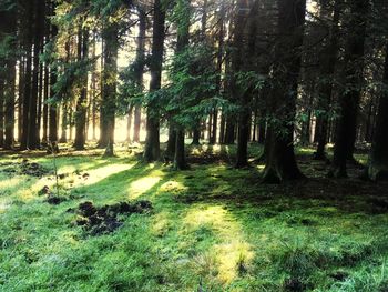 Trees in forest