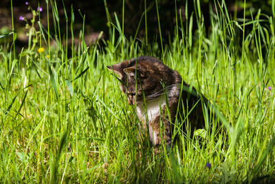 View of a cat on field